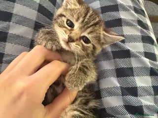 British Shorthair cats 3 Girl Kittens Available - Advert 2