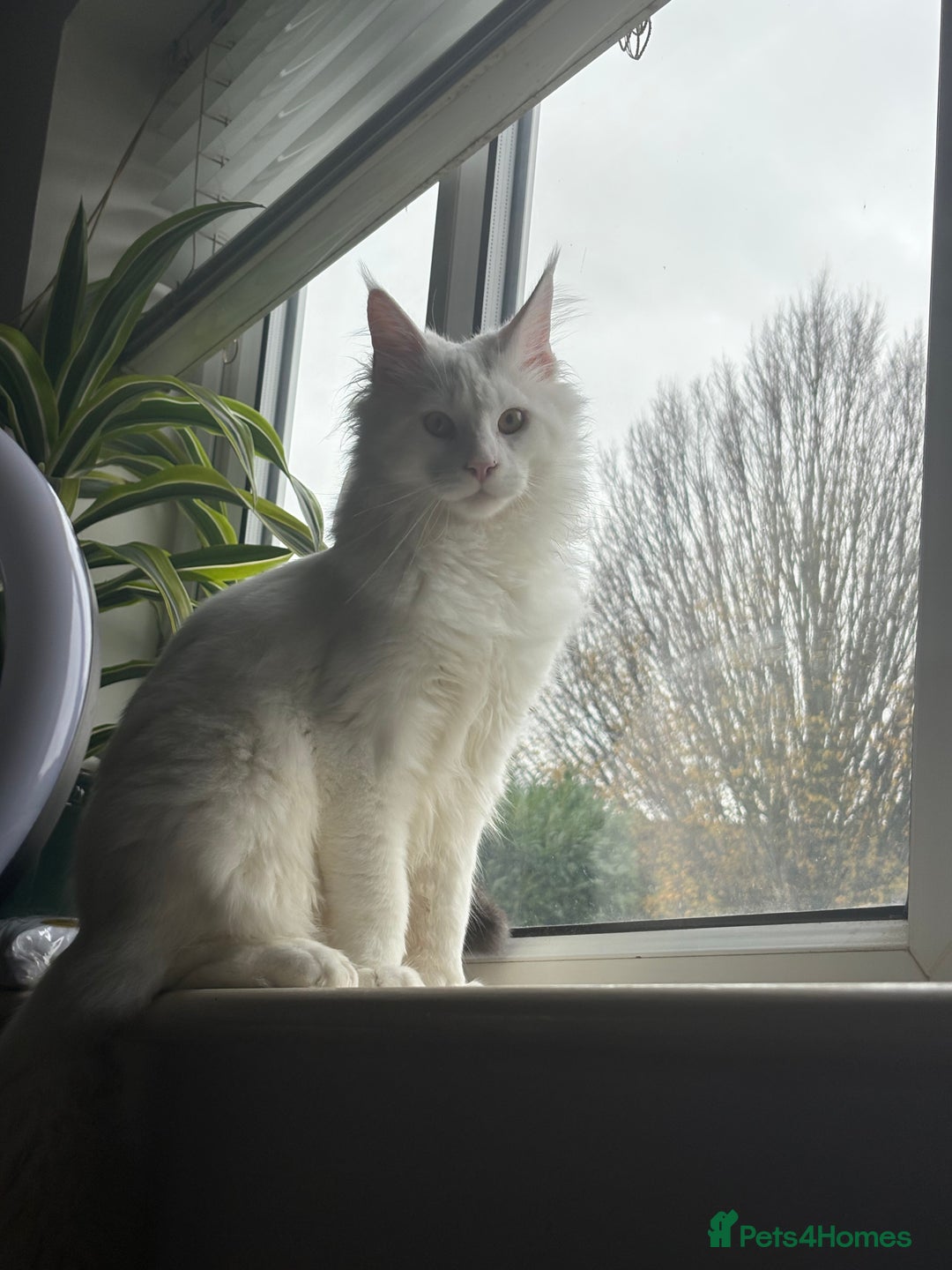 Maine Coon cats for sale: Stunning Pure White Maine Coon Kitten - Advert 2