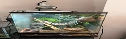 Gecko reptiles for sale: Crested gecko for sale  - Advert 2