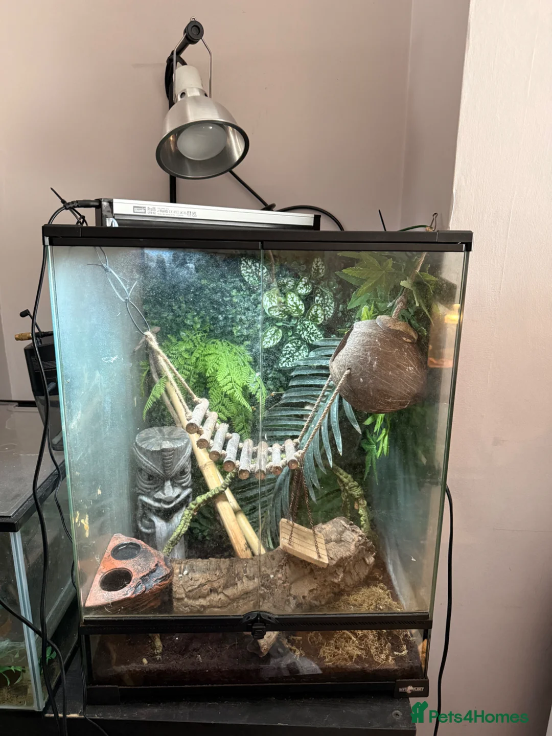 Gecko reptiles for sale: Crested gecko for sale  - Advert 2