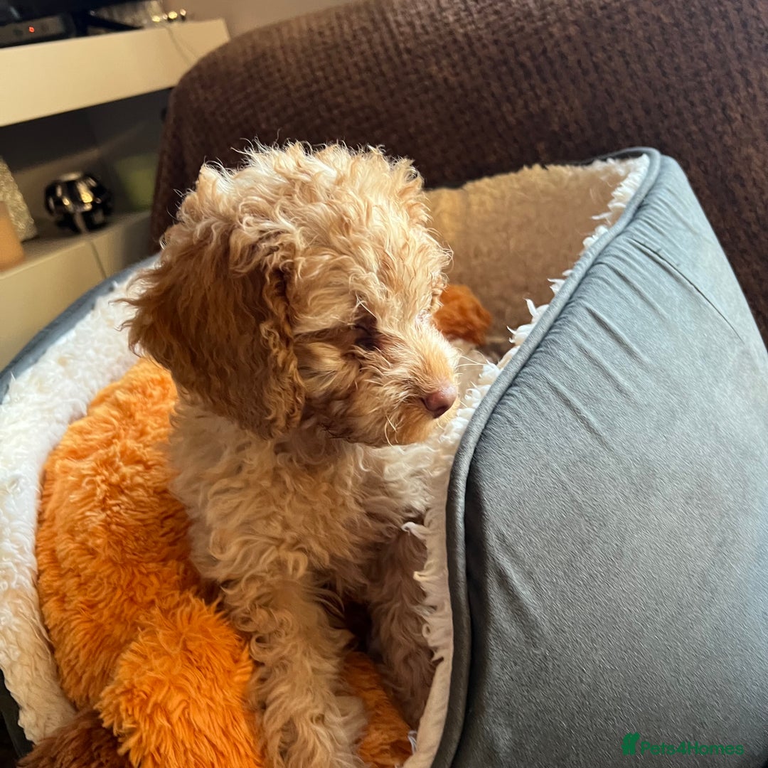 Mixed Breed dogs for sale: F1b Australian Labradoodle  - Advert 27