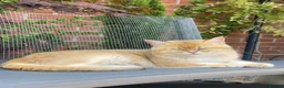 Scottish Fold cats for sale: PUREBRED GOLDEN CHINCHILLA SCOTTISH FOLD KITTENS  in Basildon - Advert 22