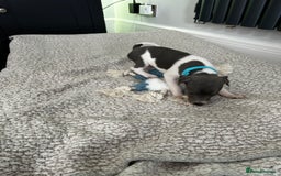 Italian Greyhound dogs for sale: Gorgeous iggy pups - Image 15