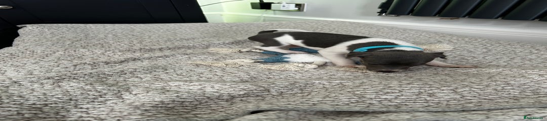 Italian Greyhound Puppy 5