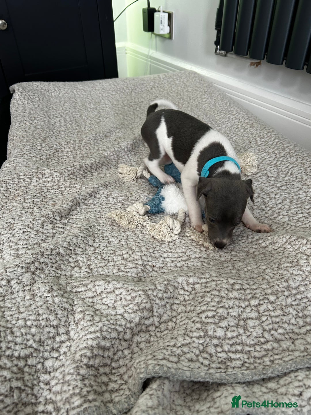 Italian Greyhound dogs for sale: Gorgeous iggy pups - Image 15