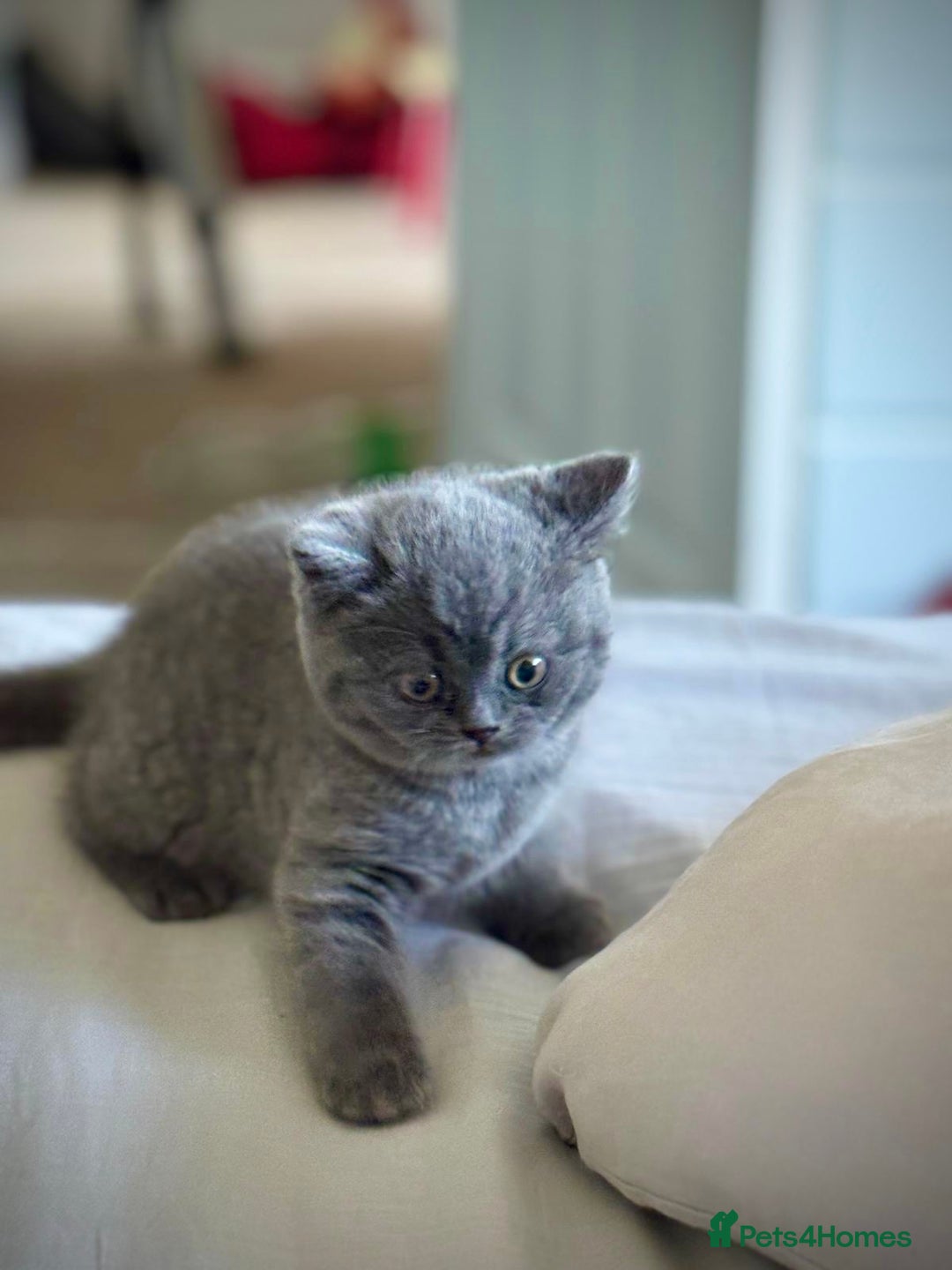 British Shorthair cats for sale: British Shorthair Kittens - Advert 7