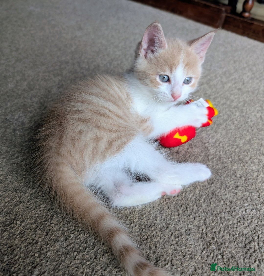 Mixed Breed cats for sale: Beautiful Kittens - Image 4