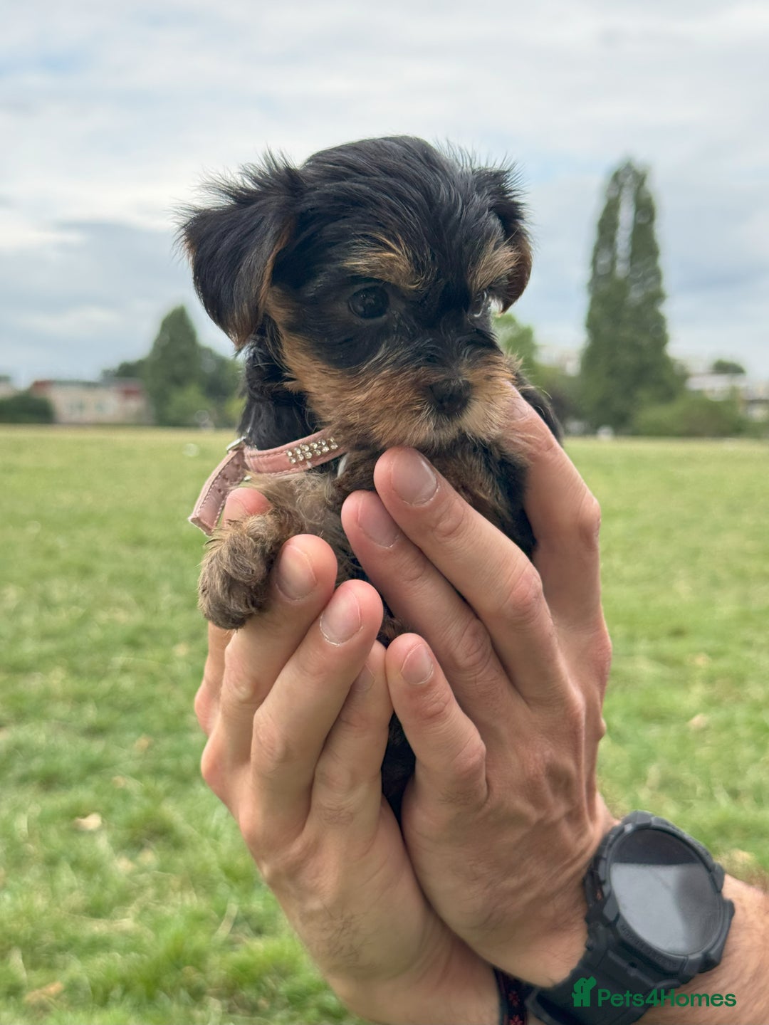 Yorkshire Terrier dogs for sale: Mini Yorkshire Terrier Puppies looking for Home - Image 10