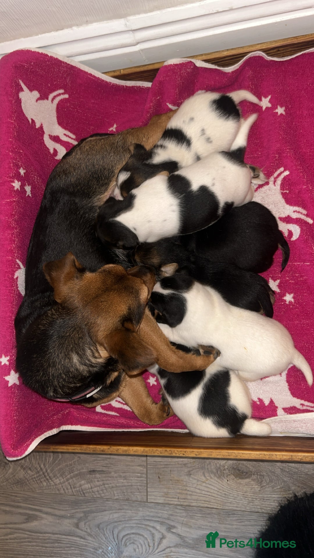 Jack Russell dogs for sale: Jack Russell Pups. 2 girls 2 boys  - Advert 14