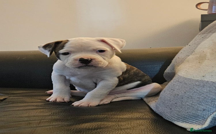 American Bulldog dogs - Advert 7