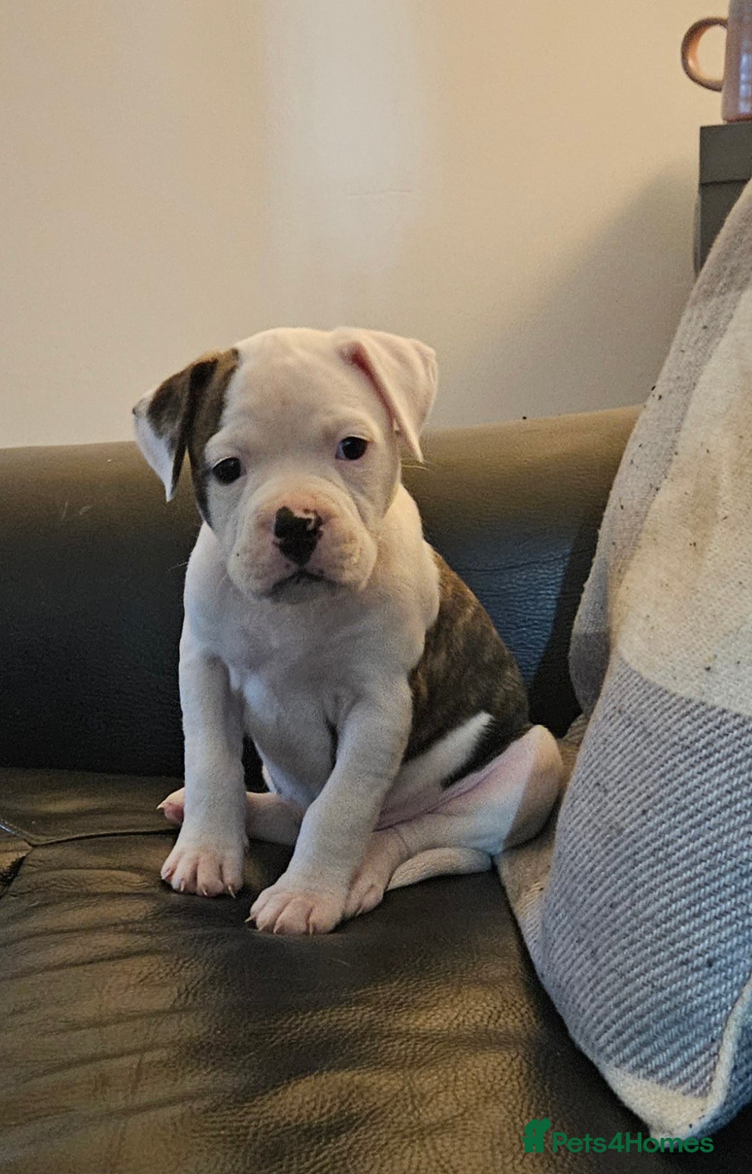 American Bulldog dogs for sale: American bulldog Female  - Image 1