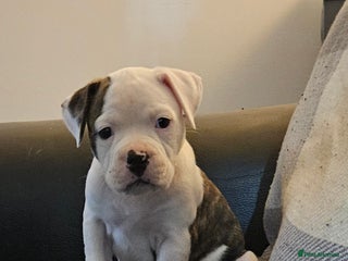 American Bulldog dogs for sale - Advert 1