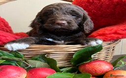 Sproodle dogs for sale: The apple of my eye - Image 5