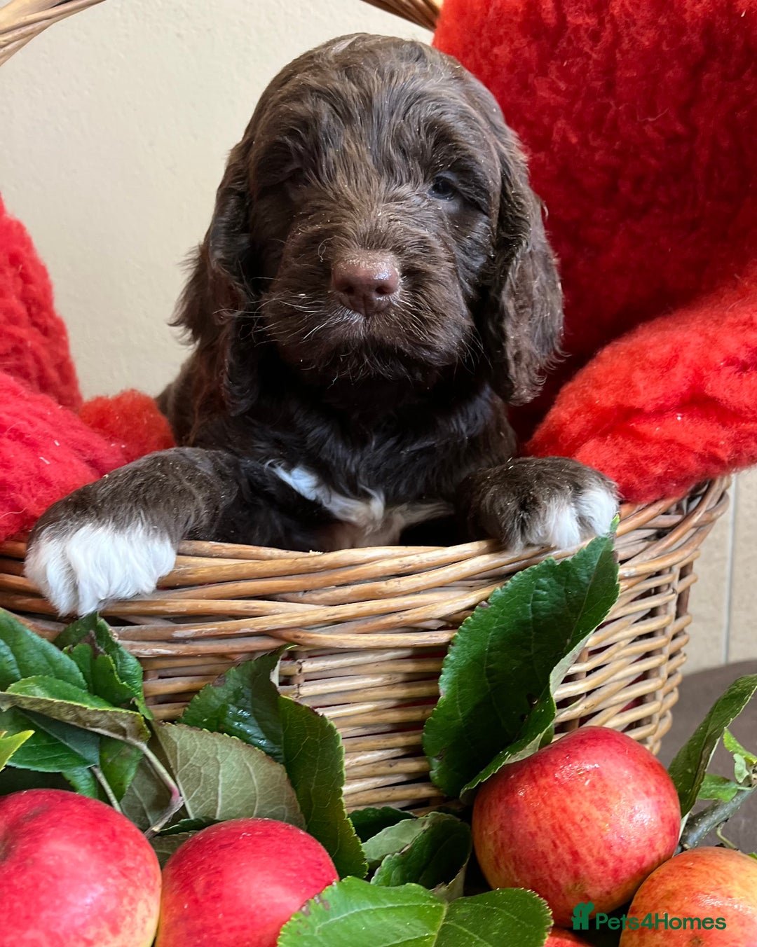 Sproodle dogs for sale: The apple of my eye - Image 5