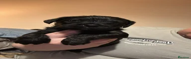 Beaver 