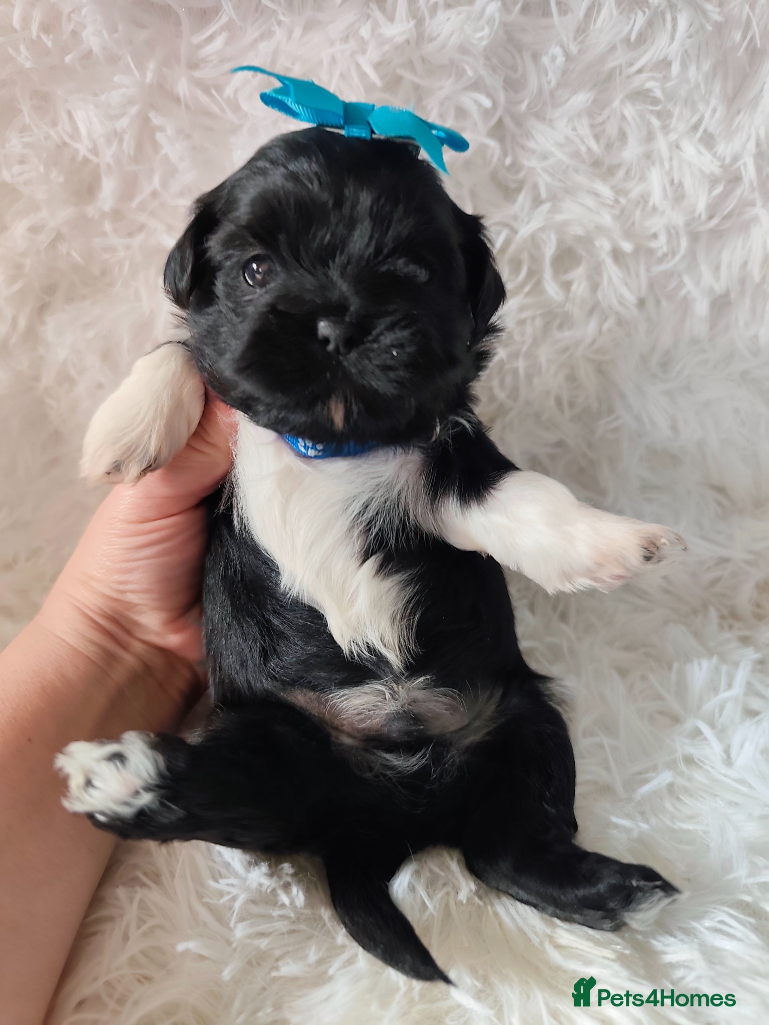 Shih Tzu dogs Gorgeous  shish tzu puppies  - Advert 1