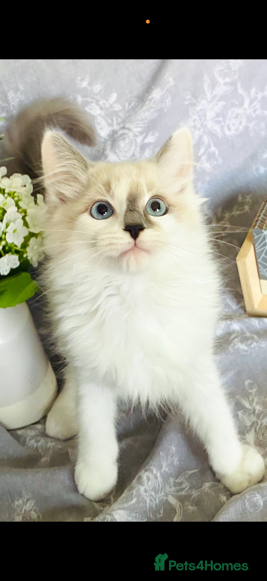 Ragdoll cats GCCF REGISTERED DNA TESTED PARENTS - Advert 5