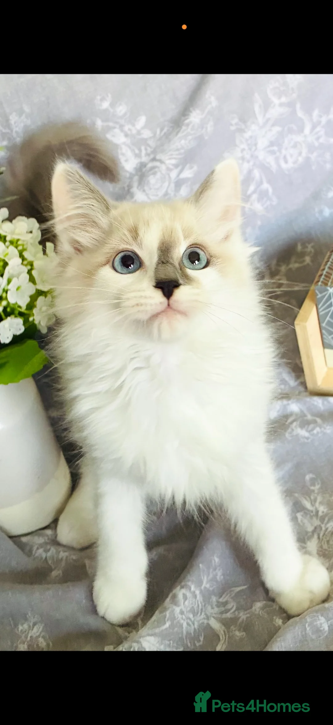 Ragdoll cats for sale: GCCF REGISTERED DNA TESTED PARENTS - Advert 1