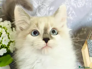 Ragdoll cats GCCF REGISTERED DNA TESTED PARENTS - Advert 1