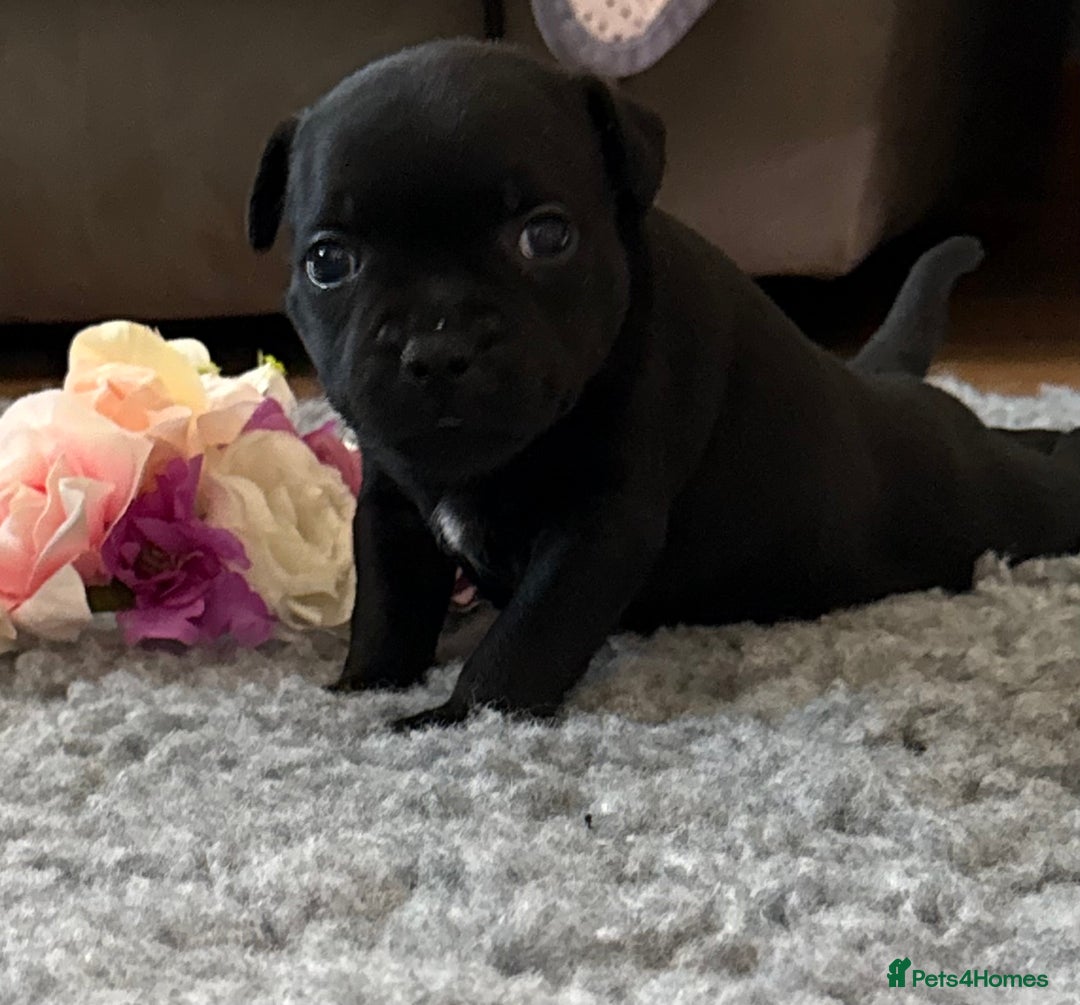 Staffordshire Bull Terrier dogs for sale: Paws Above The Rest  - Image 38