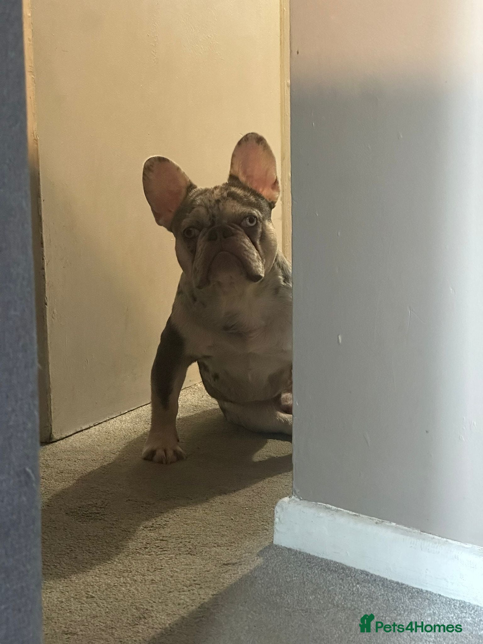 French Bulldog dogs GREY MERLE FEENCH BULLDOG STUD  - Advert 6