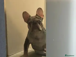 French Bulldog dogs GREY MERLE FEENCH BULLDOG STUD - Advert 6