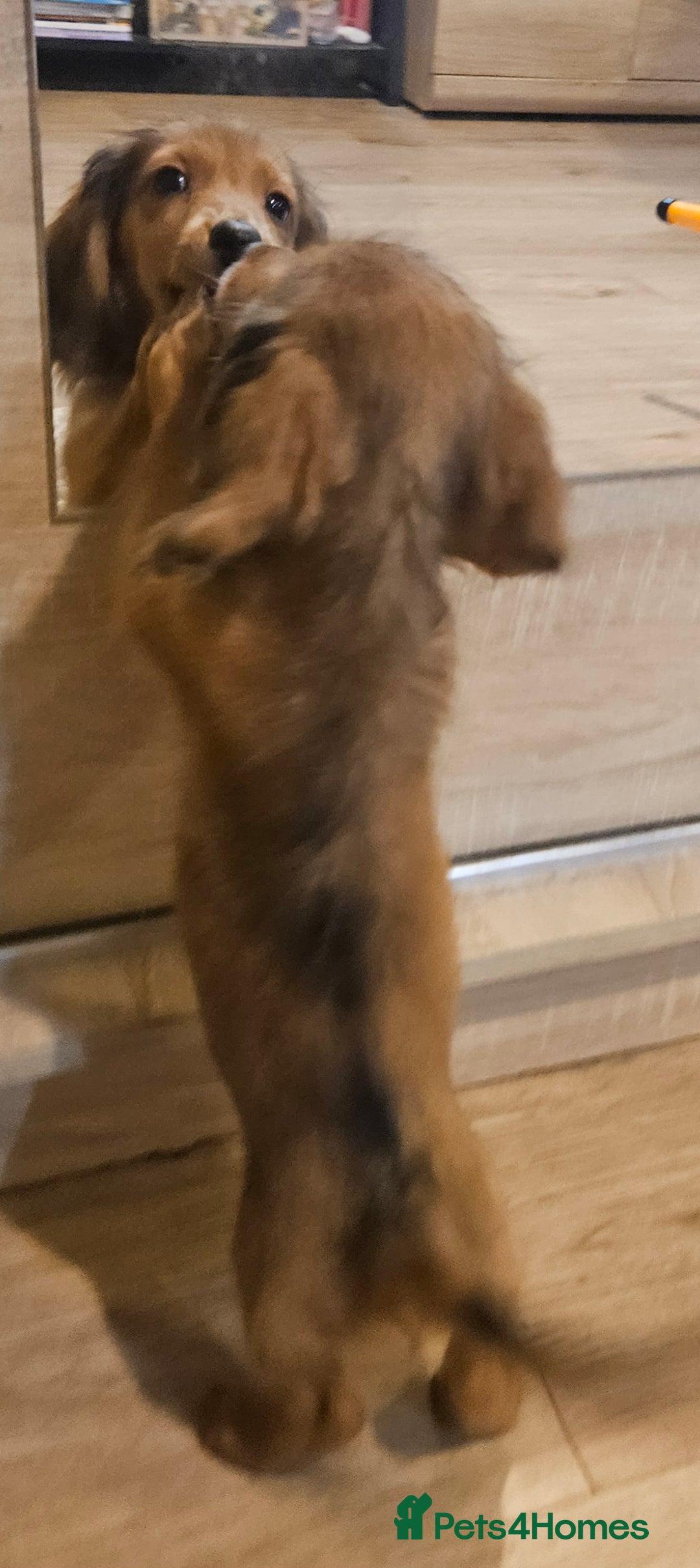 Miniature Dachshund dogs for sale: Ready now 🩵🩵🩵🩷 - Advert 37