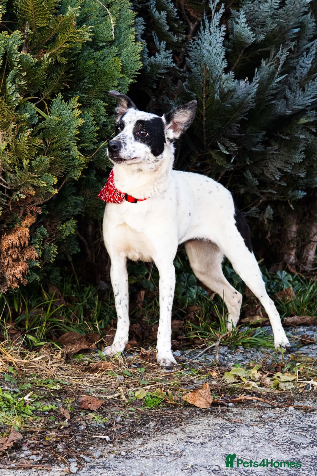 Mixed Breed dogs ❤️Lottie 4 yo low medium girl with perfect manners - Advert 1