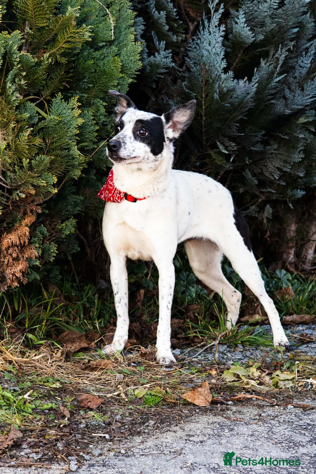 Mixed Breed dogs for adoption: ❤️Lottie 4 yo low medium girl with perfect manners - Advert 1