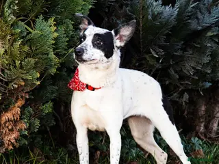 Mixed Breed dogs ❤️Lottie 4 yo low medium girl with perfect manners - Advert 1