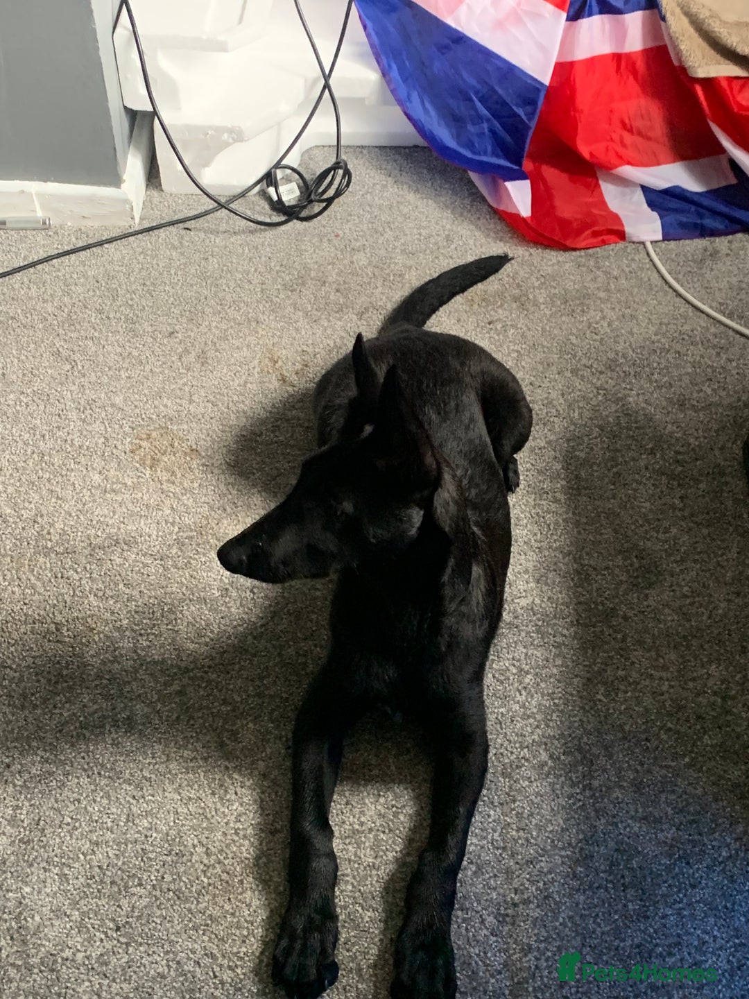 Belgian Shepherd Dog dogs for sale: Belgian malinois puppies - Advert 3