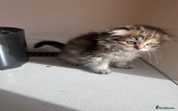Scottish Fold cats for sale: 1 fold 2 straight Scottish darlings  - Image 30