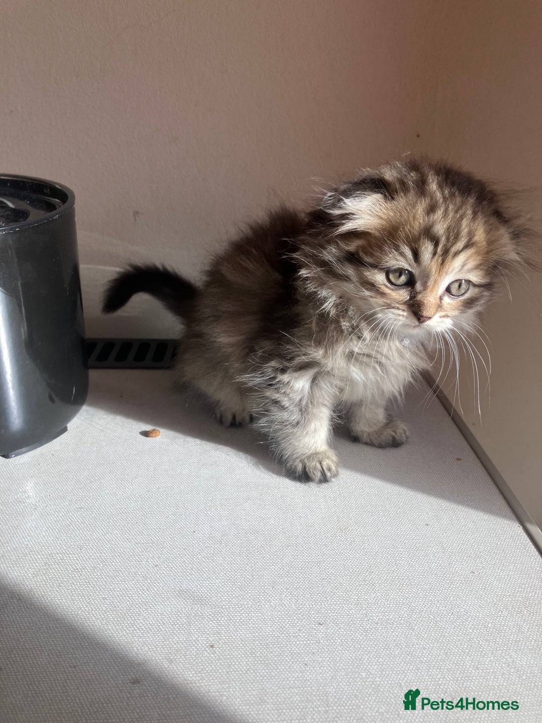 Scottish Fold cats for sale: 1 fold 2 straight Scottish darlings  - Image 30