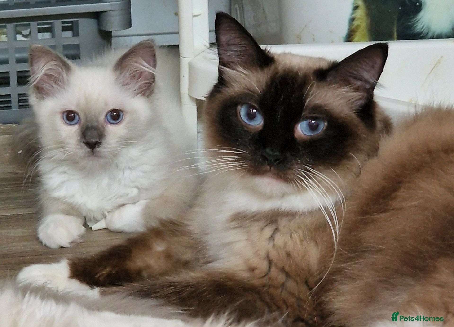 Perdoll cats Gorgeous litter gccf registered Ragdoll kittens  - Advert 1