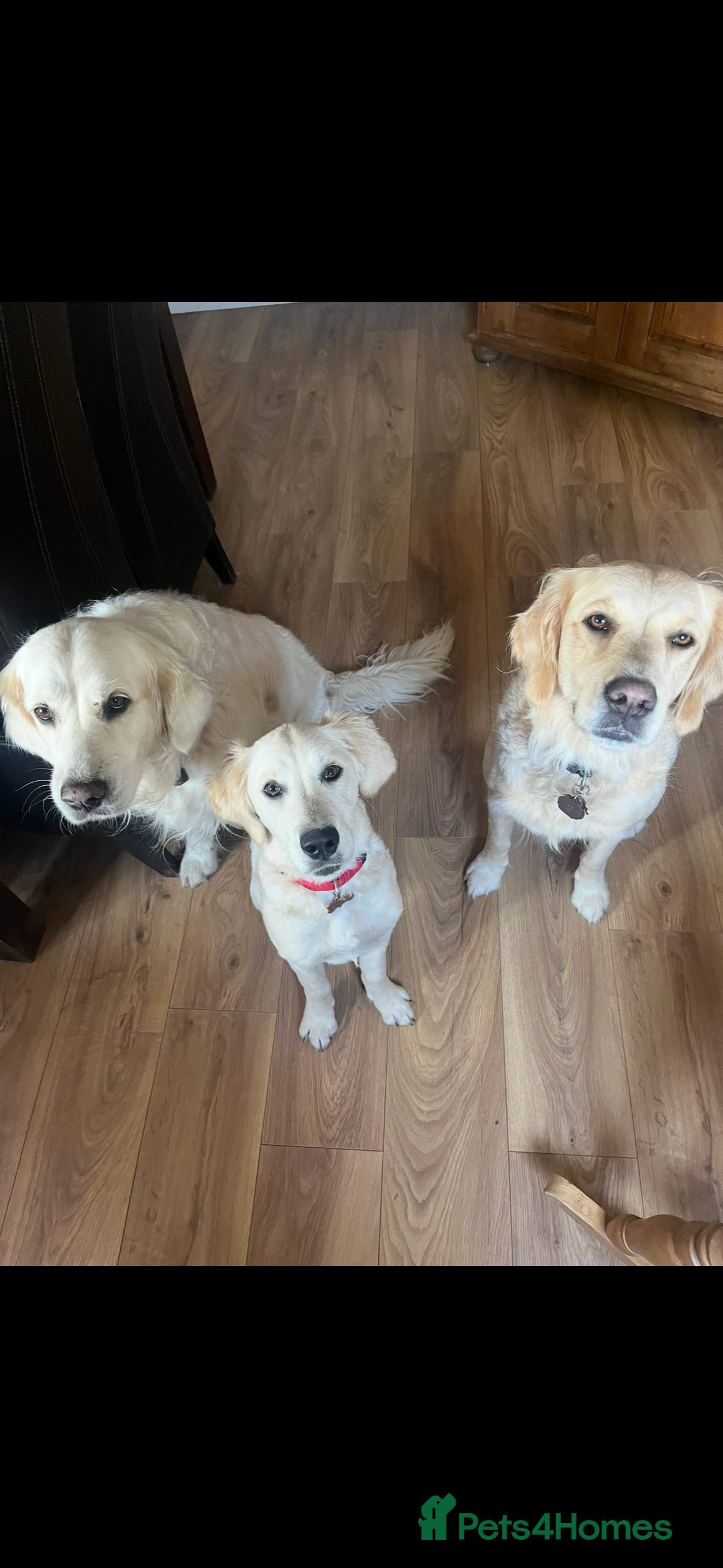 Golden Retriever dogs DOG SHARE - Advert 2