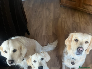 Golden Retriever dogs DOG SHARE - Advert 2