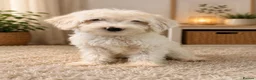 Australian Labradoodle dogs for sale: 🐾 Australian Labradoodle Puppies Available Now 🐾 - Advert 10