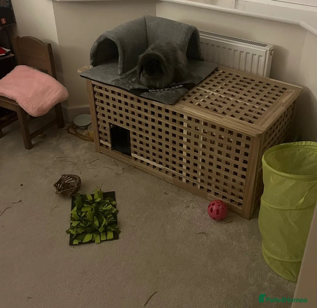 Mixed Breed rabbits for sale: Gorgeous fluffy rabbit looking for loving home in Biggleswade - Advert 11