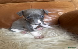 Mixed Breed dogs for sale: Adorable whippet x Italian greyhound pups !!! - Image 8