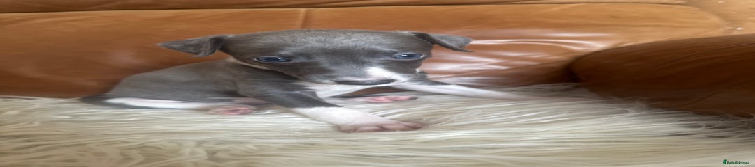 7 Whisper