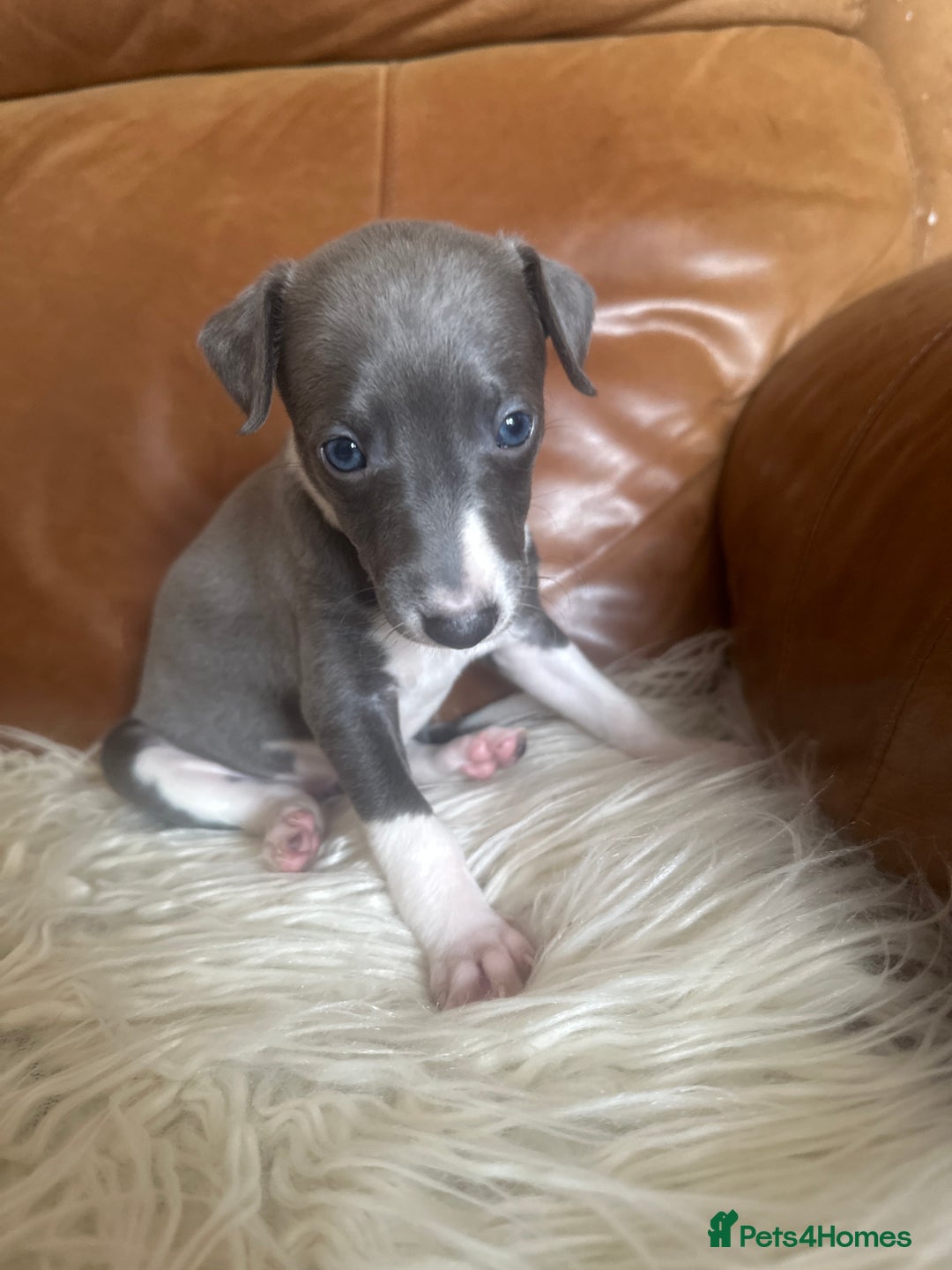 Mixed Breed dogs for sale: Adorable whippet x Italian greyhound pups !!! - Image 8