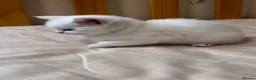 Scottish Fold cats for sale: Scottish Straights & Folds  - Advert 7