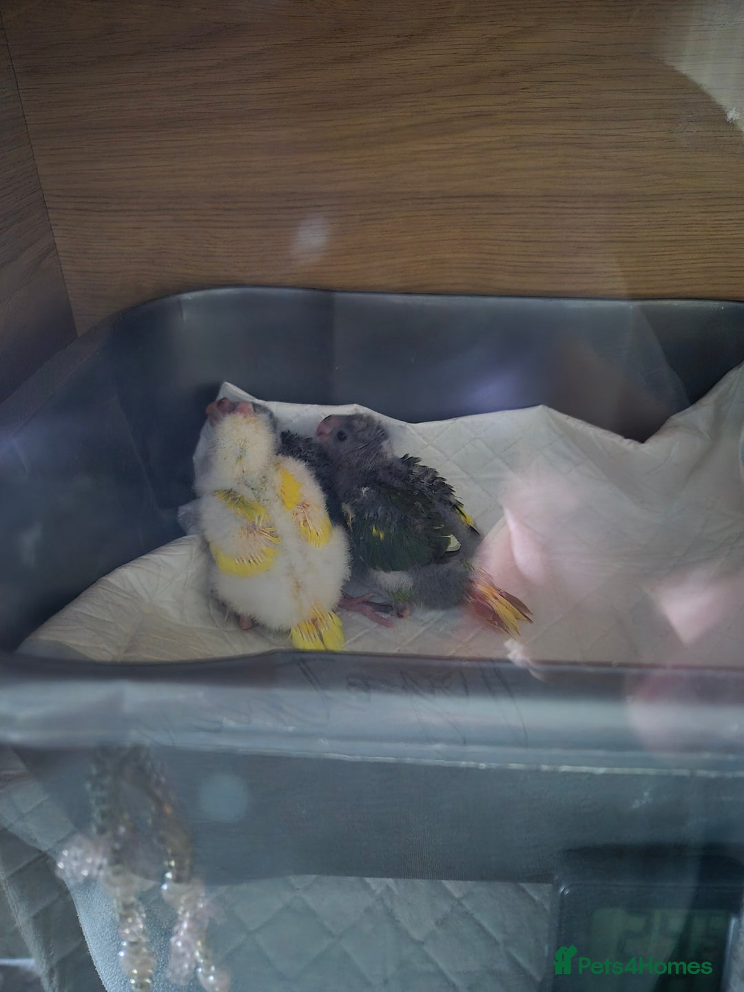 Parakeets birds for sale: Kakariki Parakeets  - Image 8