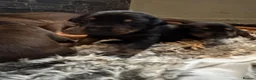 Dobermann dogs for sale: ❌ ready monday❌Health tested Dobermans not Kc reg  - Advert 20