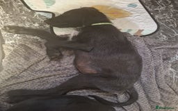 Mixed Breed dogs for sale: Puppies ready for their forever homes   in Grimsby - Image 5