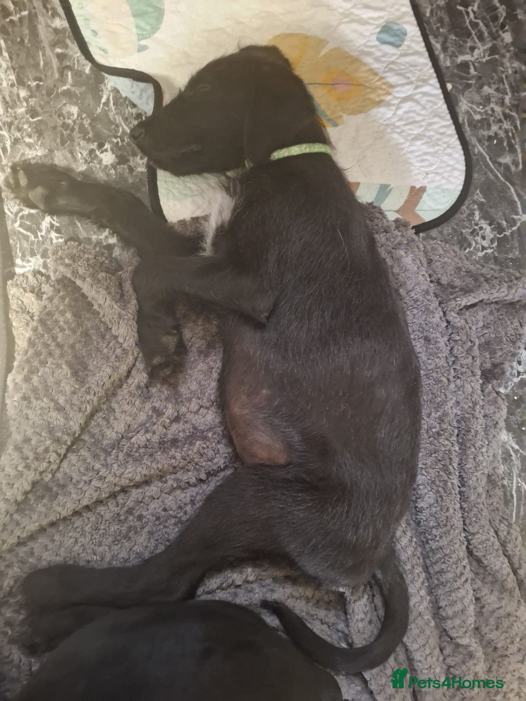Mixed Breed dogs for sale: Puppies ready for their forever homes   in Grimsby - Image 5