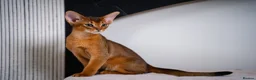 Abyssinian cats for sale: Stunning Wild Ruddy Abyssinian|TICA|Super friendly - Advert 3