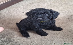 Sproodle dogs for sale: Sproodle Merle puppies  - Advert 19