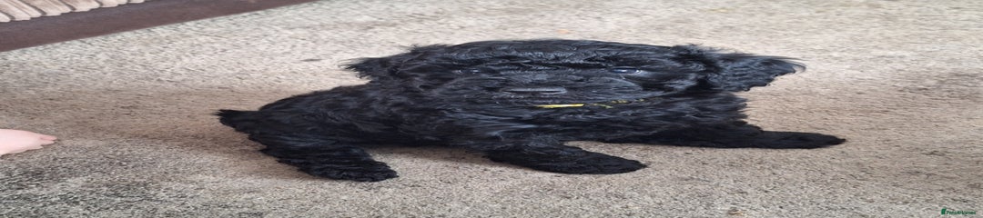 Sproodle Puppy 5 - Yellow 