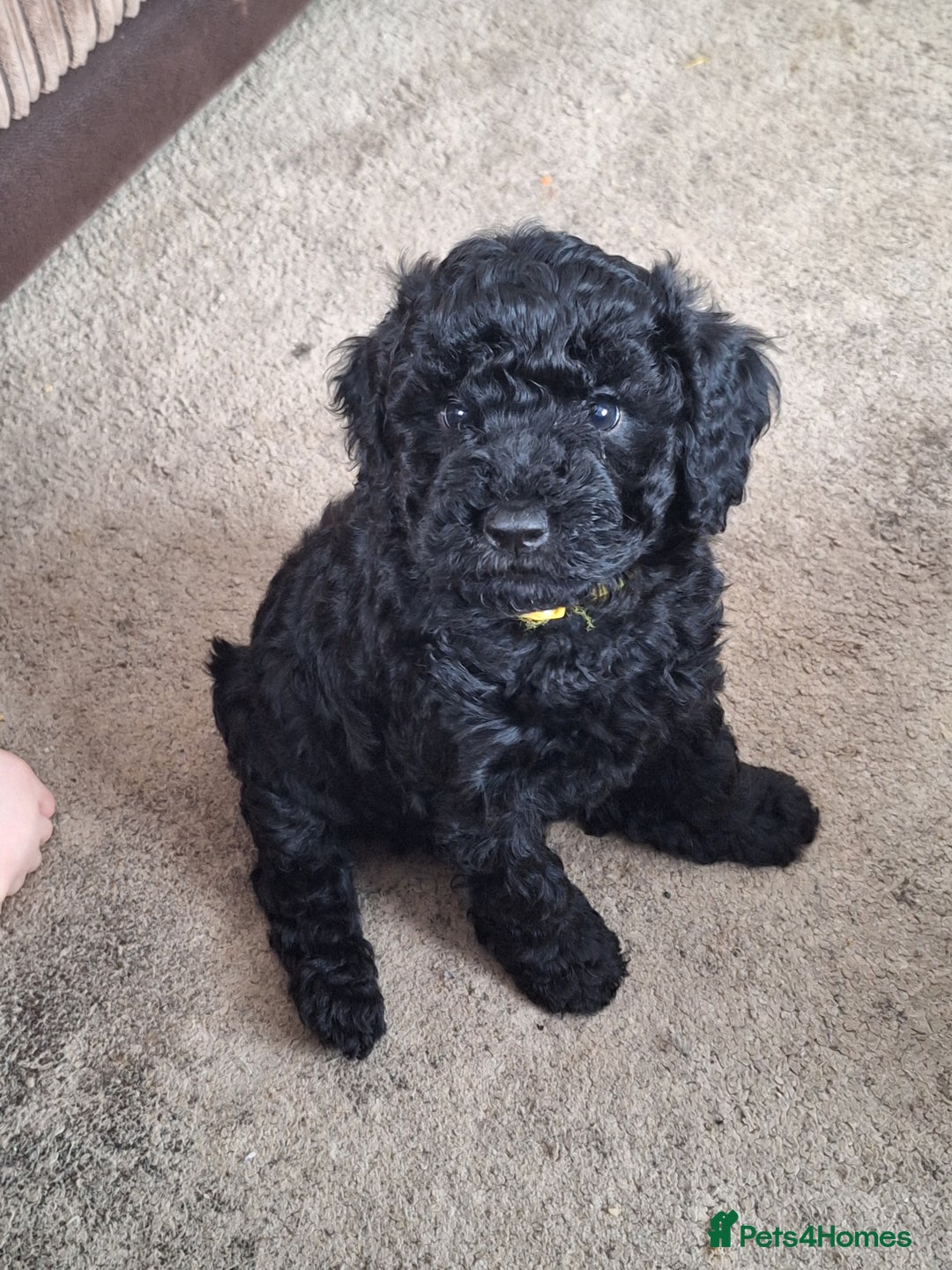 Sproodle dogs for sale: Sproodle Merle puppies  - Advert 19